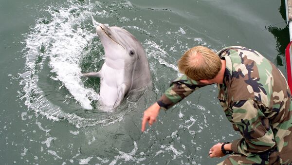 Fuzileiro da Marinha dos EUA treinando golfinho (imagem de arquivo) - Sputnik Brasil