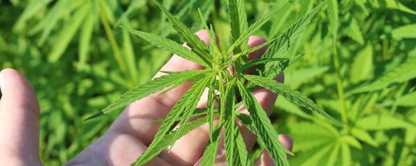 Planta de maconha (imagem referencial) - Sputnik Brasil