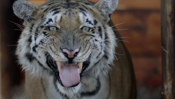 Um tigre (imagem referencial) - Sputnik Brasil