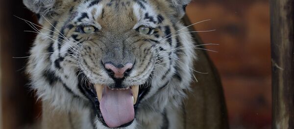 Um tigre (imagem referencial) - Sputnik Brasil