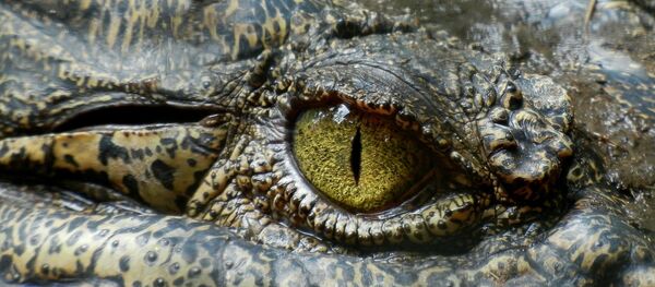 Olho de um crocodilo (imagem ilustrativa) - Sputnik Brasil