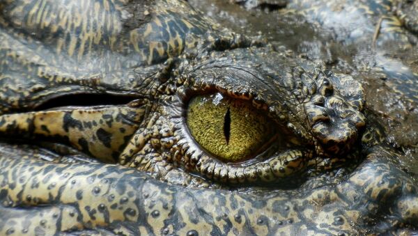 Olho de um crocodilo (imagem ilustrativa) - Sputnik Brasil