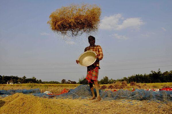 Fazendeiro joeira arrozais em um campo nos arredores de Agartala, estado indiano de Tripura - Sputnik Brasil