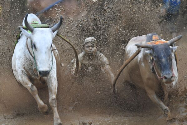 Corrida de bois tradicional em Sumatra Ocidental, Indonésia - Sputnik Brasil