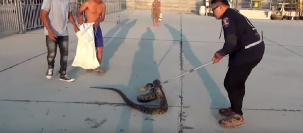 Píton luta bravamente para não ser capturada - Sputnik Brasil