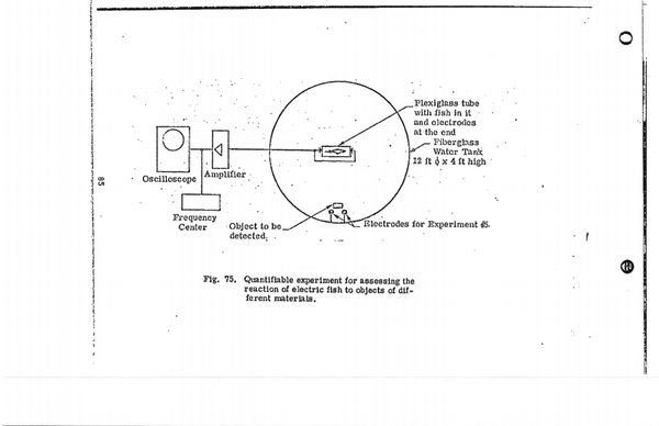 Pesquisa da CIA sobre utilização de peixes elétricos - Sputnik Brasil