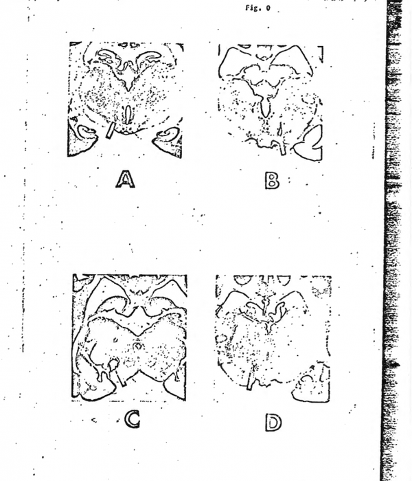 Trecho de um documento sobre experimentos com cachorros realizados no âmbito do projeto MKULTRA da CIA - Sputnik Brasil