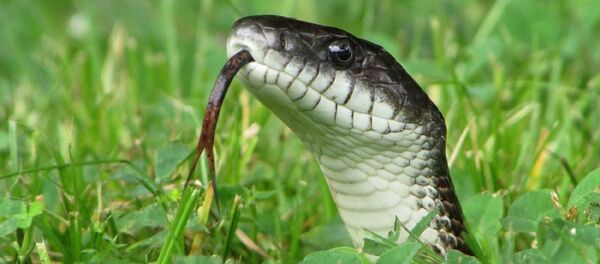 Cobra (imagem referencial) - Sputnik Brasil