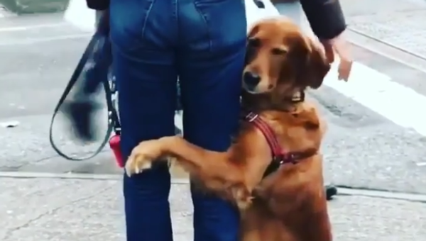 Cachorro demonstra carinho abraçando humano na rua - Sputnik Brasil