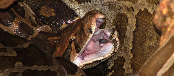 Píton (imagem de arquivo) - Sputnik Brasil