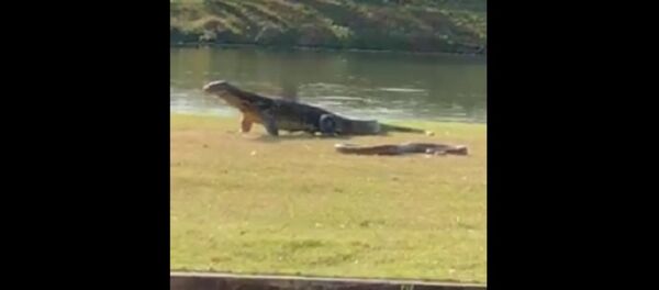 Serpente e lagarto em frente à Universidade de Mahidol, em Bangkok - Sputnik Brasil