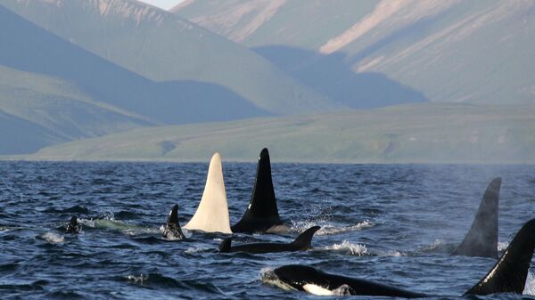 Orcas (imagem referencial) - Sputnik Brasil