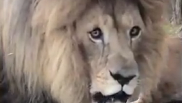 Homem corajoso filma leão rugindo do seu lado - Sputnik Brasil