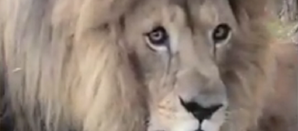 Homem corajoso filma leão rugindo do seu lado - Sputnik Brasil