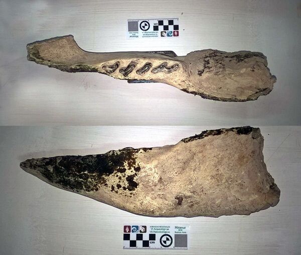 Fragmentos do maxilar inferior de preguiça Scelidotherium, já extinta  - Sputnik Brasil