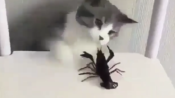 Gato brinca com lagostins sobre a cadeira - Sputnik Brasil