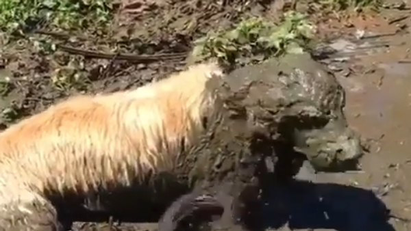 Cachorro se diverte com 'delicioso' banho de lama - Sputnik Brasil