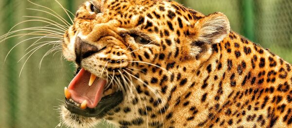 Leopardo (imagem referencial) - Sputnik Brasil