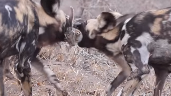 Cachorros selvagens despedaçam lebre viva (IMAGENS FORTES) - Sputnik Brasil