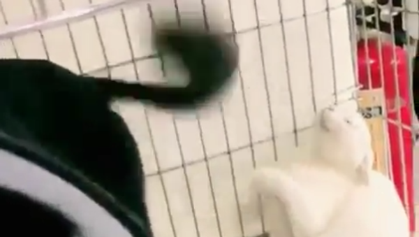 Cachorro atrapalhado bate com rabo na cara de gato várias vezes - Sputnik Brasil