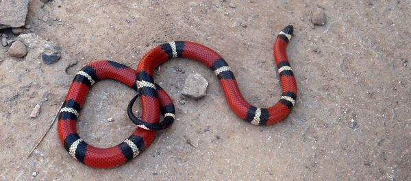 Serpente de coral da América Central (imagem ilustrativa) - Sputnik Brasil