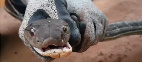 Enorme cobra-rei é encontrada por menina de 6 anos Enorme cobra-rei é encontrada por menina de 6 anos - Sputnik Brasil