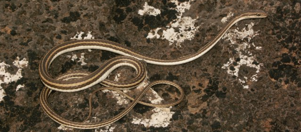 Cobra Psammophis schokari (imagem referencial) - Sputnik Brasil