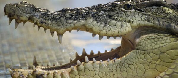 Crocodilo do Nilo (imagem de arquivo) - Sputnik Brasil