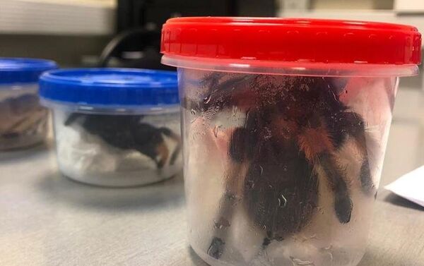 Aranhas mexicanas encontradas na bagagem de um cidadão no aeroporto de Moscou - Sputnik Brasil