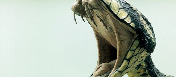 Cobra venenosa (imagem ilustrativa) - Sputnik Brasil