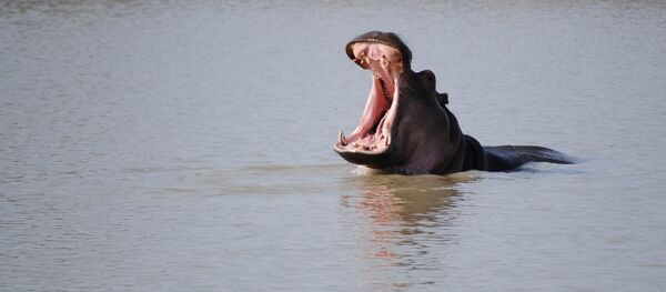 Um hipopótamo em um lago (imagem referencial) - Sputnik Brasil