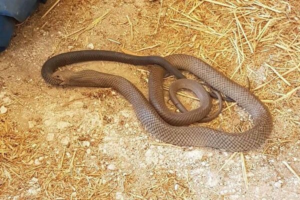 Cobra marrom  engole outra cobra no sul da Austrália - Sputnik Brasil