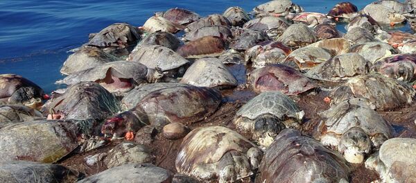 Tartarugas mortas flutuam no mar, próximo a Puerto Escondido, no México. Cerca de 300 tartarugas marinhas morreram no costa mexicana do pacífica após ficarem presas em uma rede de pescaria ilegal abandonada. - Sputnik Brasil