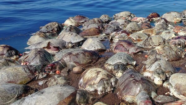 Tartarugas mortas flutuam no mar, próximo a Puerto Escondido, no México. Cerca de 300 tartarugas marinhas morreram no costa mexicana do pacífica após ficarem presas em uma rede de pescaria ilegal abandonada. - Sputnik Brasil