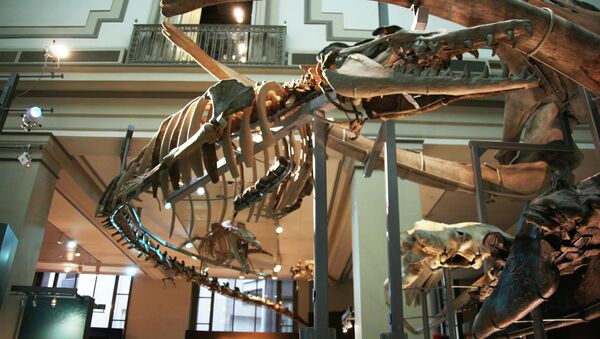 Extinta baleia da espécie Basilosaurus Isis - Sputnik Brasil