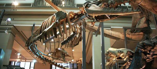 Extinta baleia da espécie Basilosaurus Isis - Sputnik Brasil