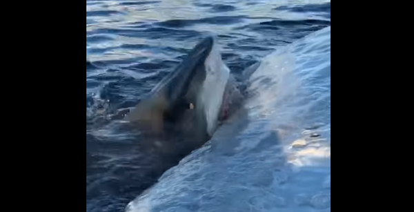 Tubarão devora carcaça flutuante de baleia no Havaí - Sputnik Brasil