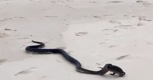 Cobra enorme engole lagarto no meio de praia australiana - Sputnik Brasil