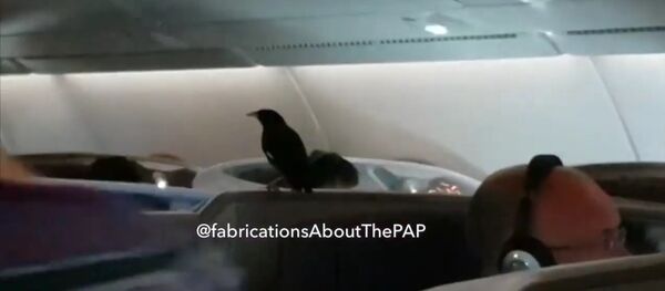 A bird flew on board business class of Singapore Airlines A380 #SQ322 to London - Sputnik Brasil