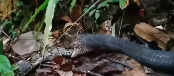 Cobra-rei come píton inteira na frente de turistas na Tailândia Cobra-rei come píton inteira na frente de turistas na Tailândia - Sputnik Brasil