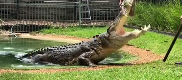 Crocodilo australiano Elvis - Sputnik Brasil