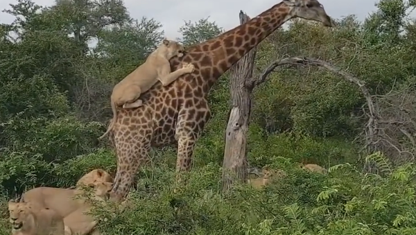 Leoas atacam girafa - Sputnik Brasil