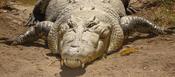crocodilo de água salgada (imagem de arquivo) - Sputnik Brasil