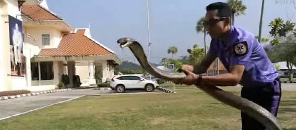 Bombeiro captura enorme cobra-rei com suas próprias mãos na Tailândia - Sputnik Brasil
