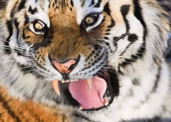 Tigre audacioso tenta transformar urso em jantar (Vídeo) - Sputnik Brasil