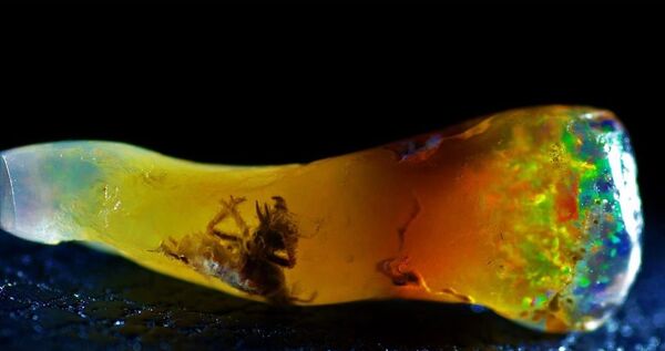Inseto com milhões de anos encontrado dentro de opala - Sputnik Brasil