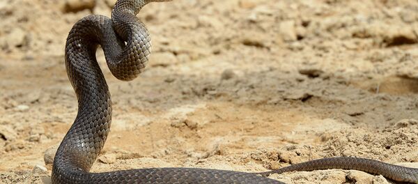 Cobra-marrom (imagem de arquivo) - Sputnik Brasil
