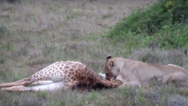 Leoa ataca filhote de girafa - Sputnik Brasil