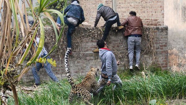 Leopardo causa pânico na Índia - Sputnik Brasil