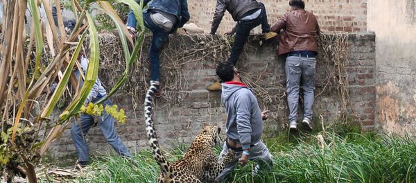 Leopardo causa pânico na Índia - Sputnik Brasil